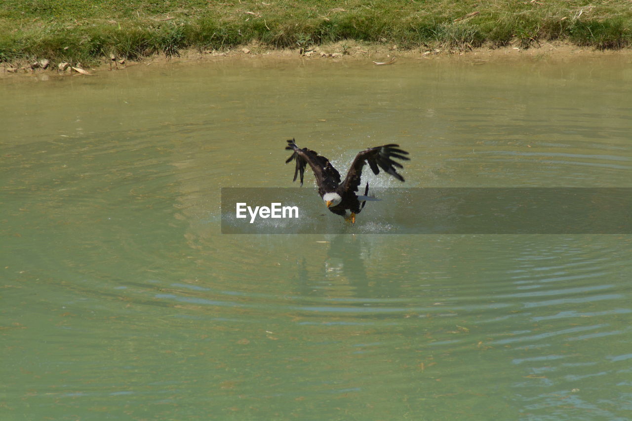 DUCK FLYING OVER LAKE