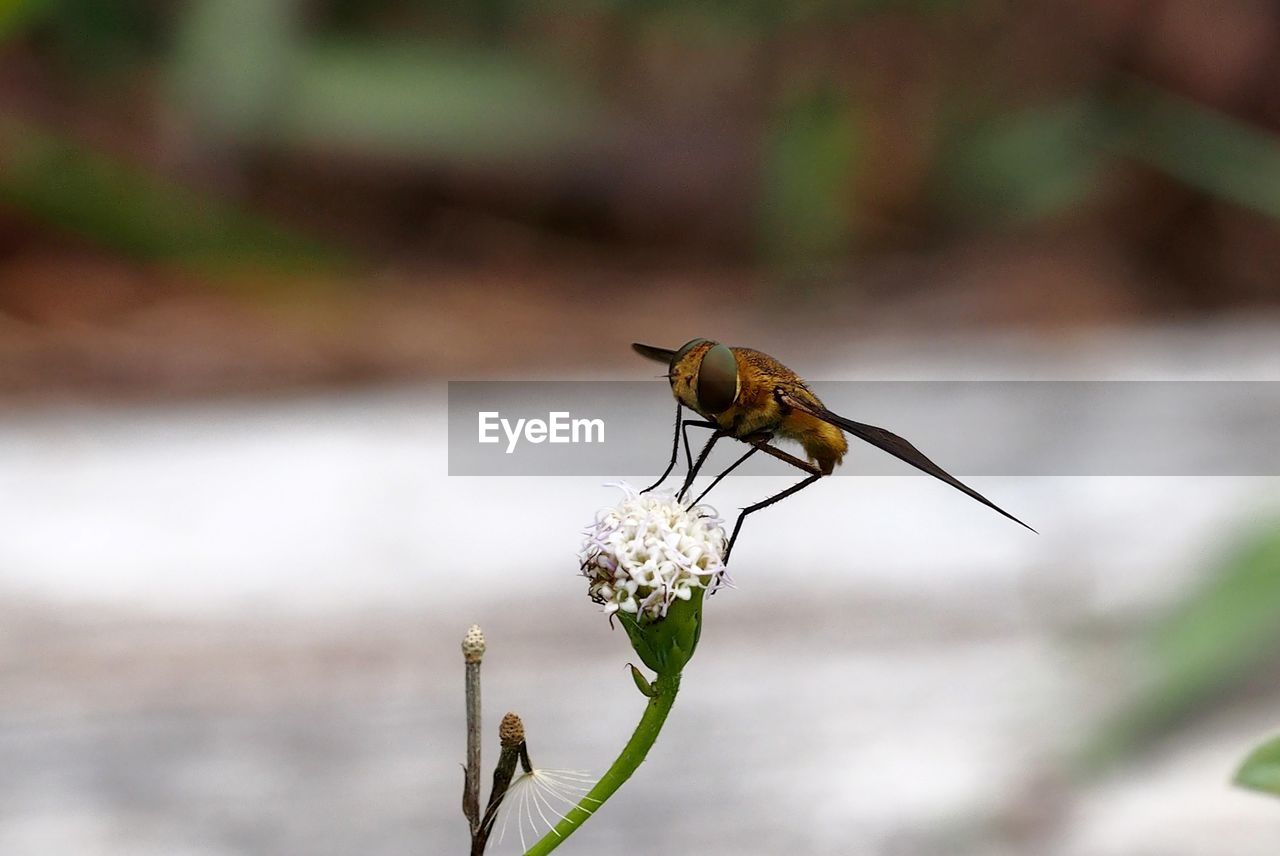 CLOSE-UP OF INSECT ON GREEN PLANT