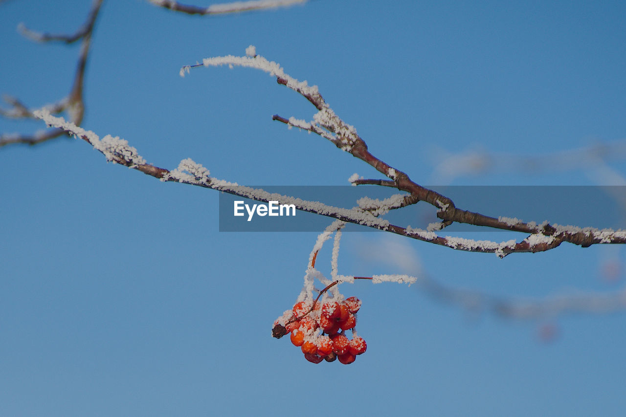 branch, flower, nature, sky, tree, no people, plant, winter, twig, day, blue, blossom, outdoors, clear sky, fruit, leaf, low angle view, food, sunny, beauty in nature, spring, food and drink, frost, focus on foreground, hanging, berry, close-up, macro photography, tranquility, red, healthy eating