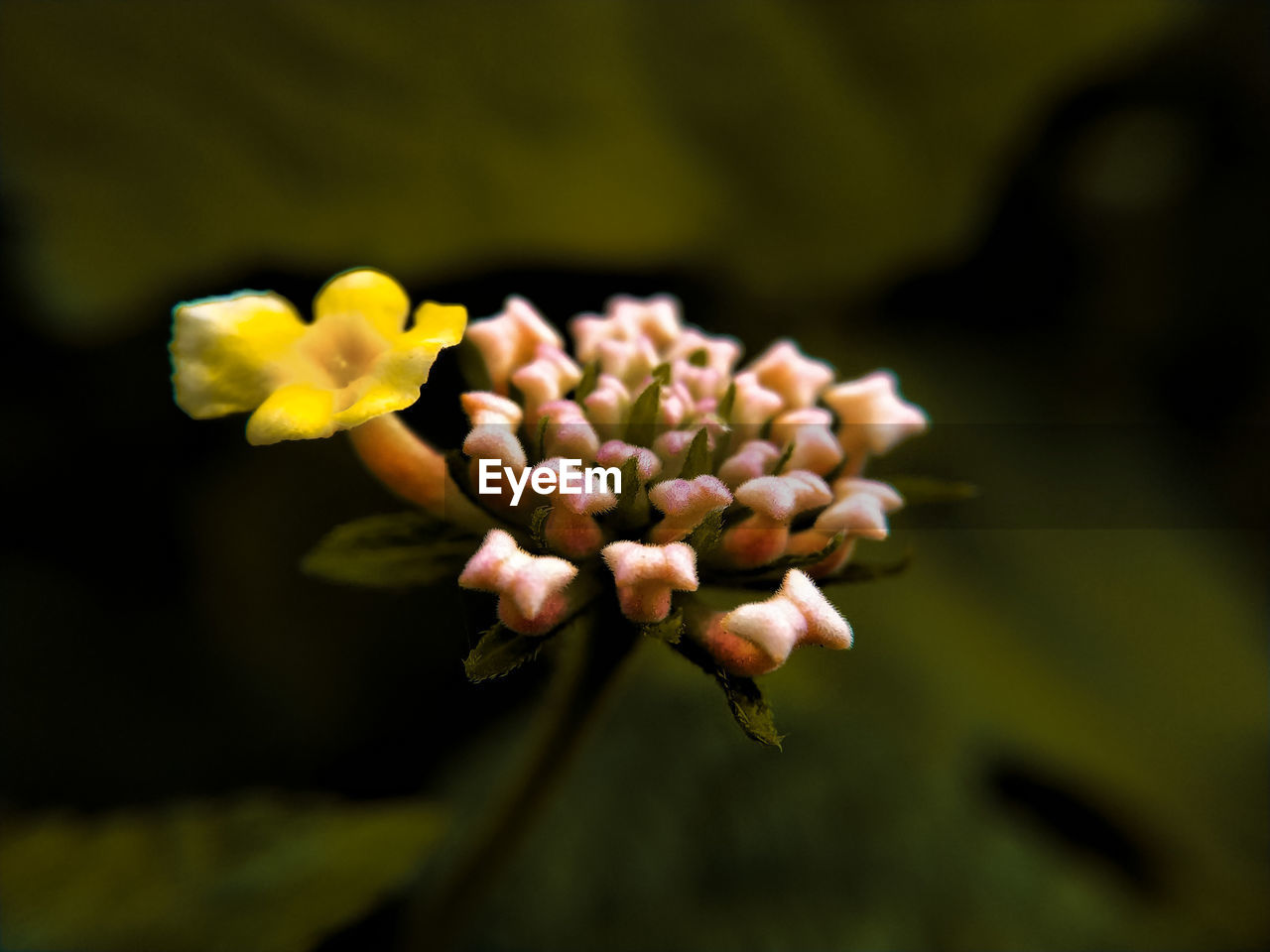 CLOSE-UP OF FLOWERING PLANT