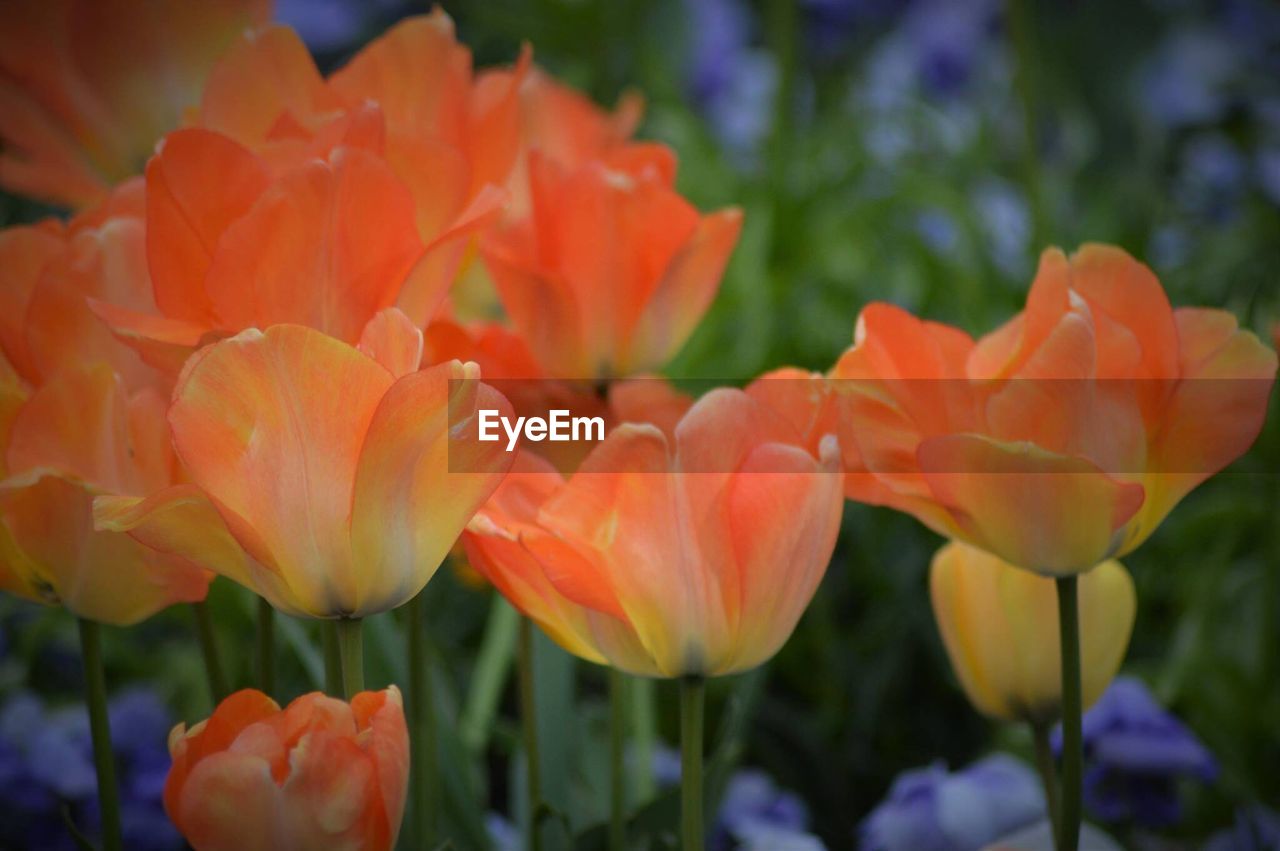 Close-up of orange tulips blooming on field