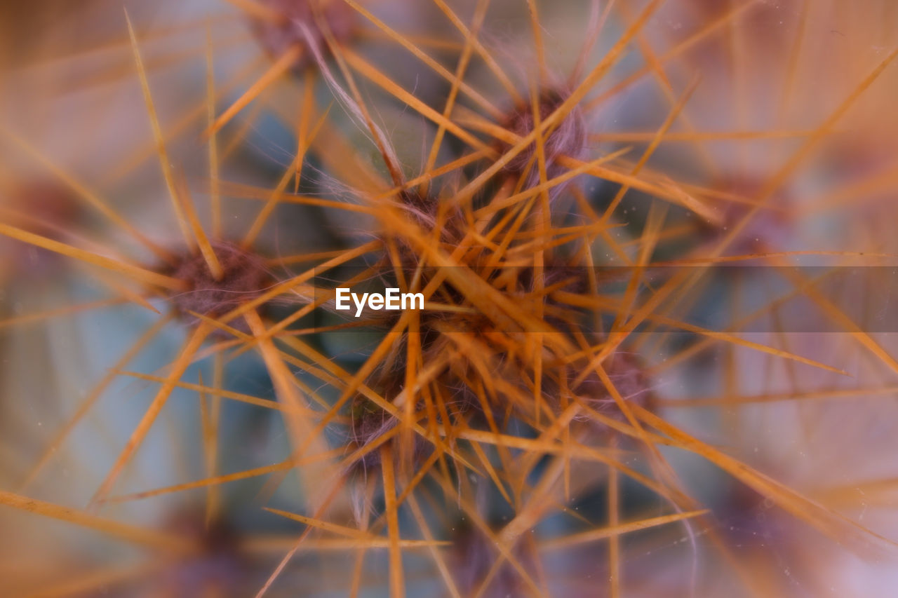 MACRO SHOT OF DRIED PLANT