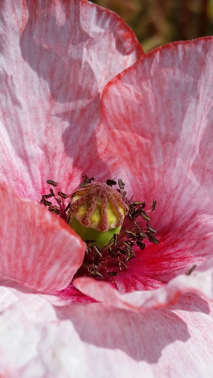 Close-up of pink poppy