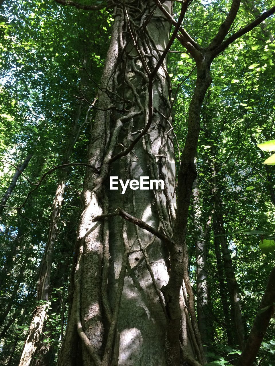 LOW ANGLE VIEW OF TREE IN FOREST