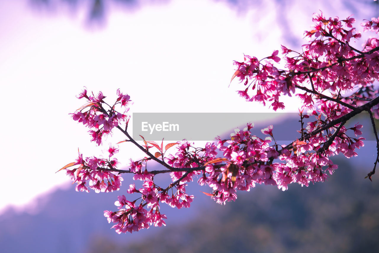 Low angle view of pink cherry blossoms in spring