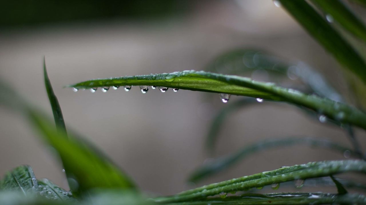 Close-up of wet plant