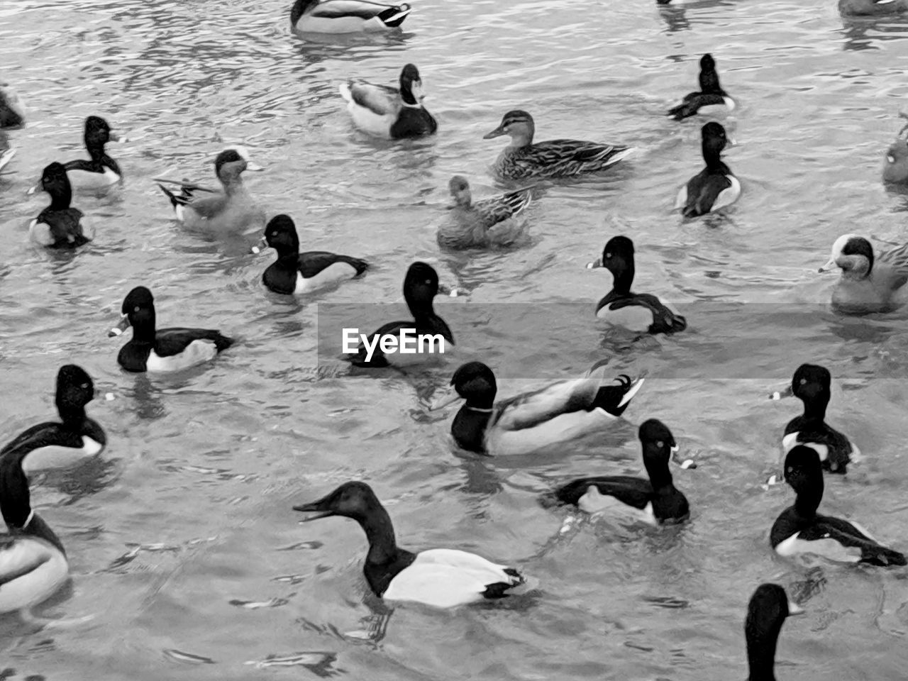 HIGH ANGLE VIEW OF BIRDS SWIMMING ON LAKE