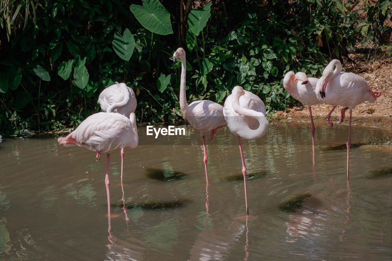 VIEW OF BIRDS IN WATER