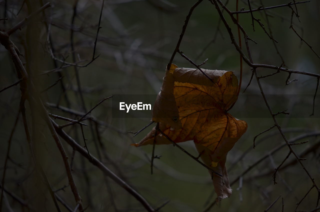 Close-up of dry leaf on branch