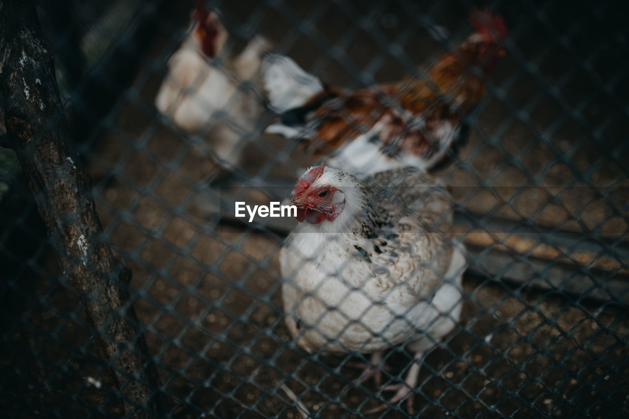 High angle view of a bird in cage