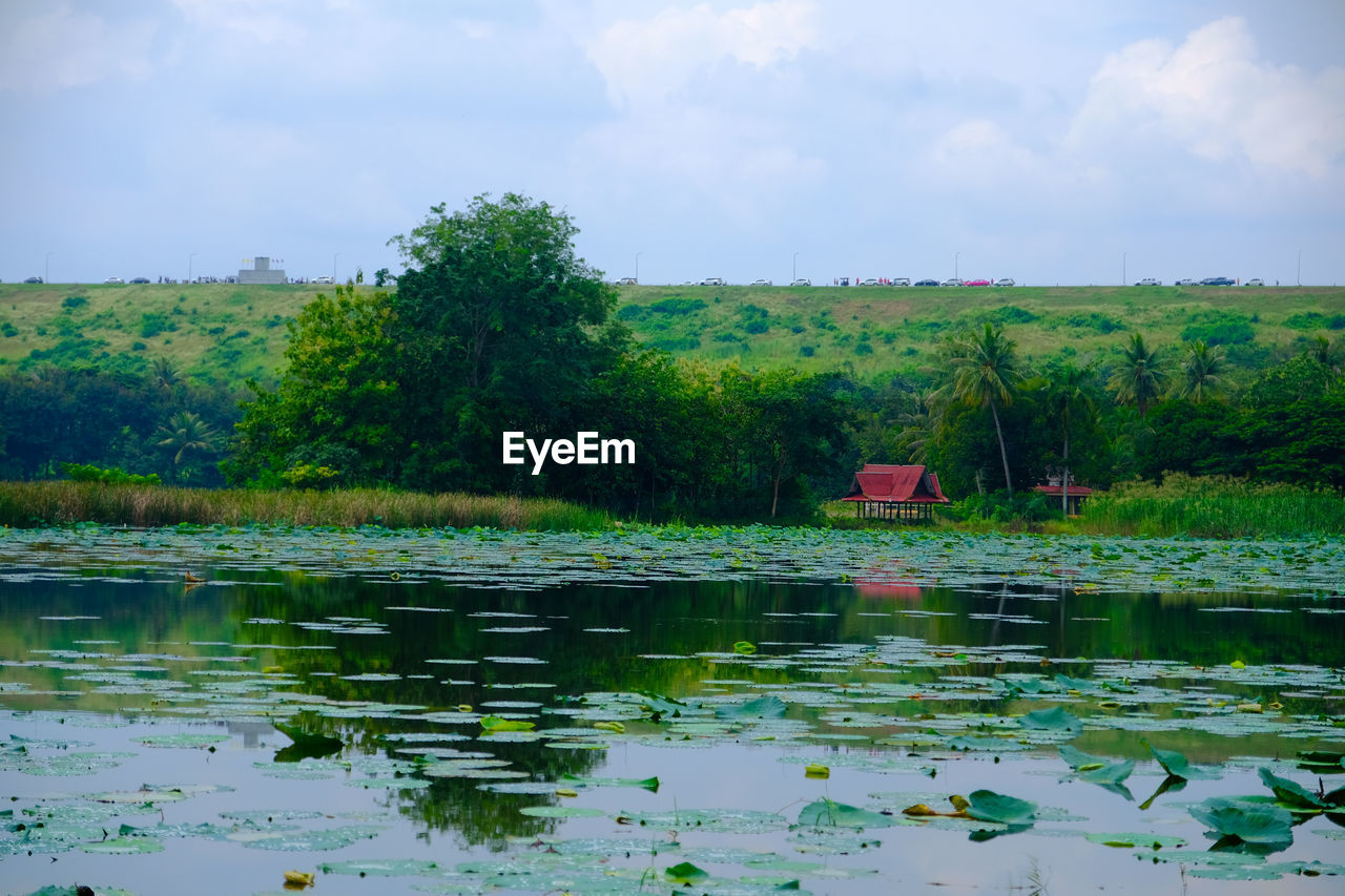 PLANTS IN LAKE AGAINST SKY