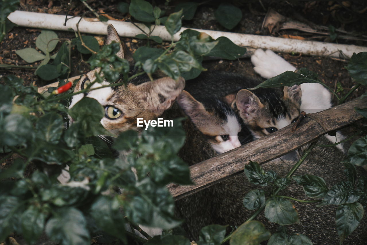 Close-up of cats relaxing amidst plants on field