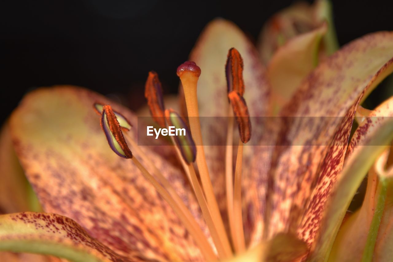 Closeup detail of a tiger lilly flower in bloom