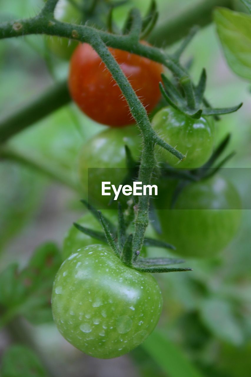 CLOSE-UP OF PLANTS