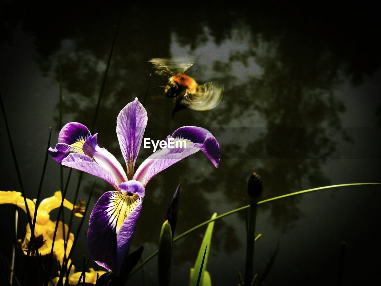 Bumblebee flying over purple flower