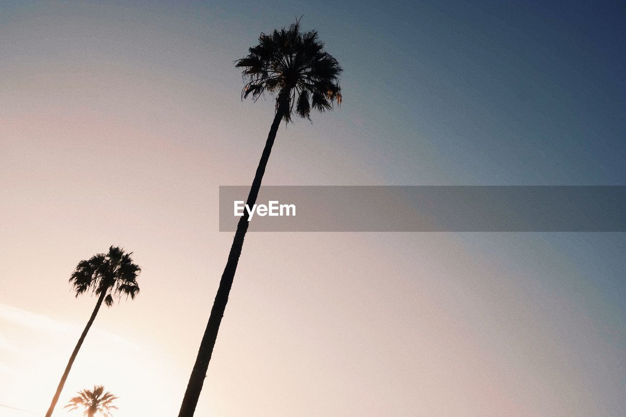 LOW ANGLE VIEW OF PALM TREES AGAINST SKY