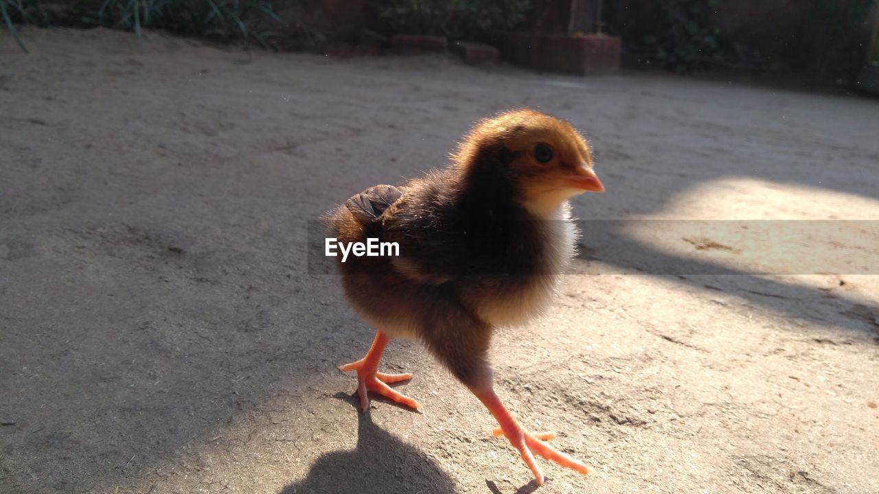 CLOSE-UP OF A BIRD ON FLOOR