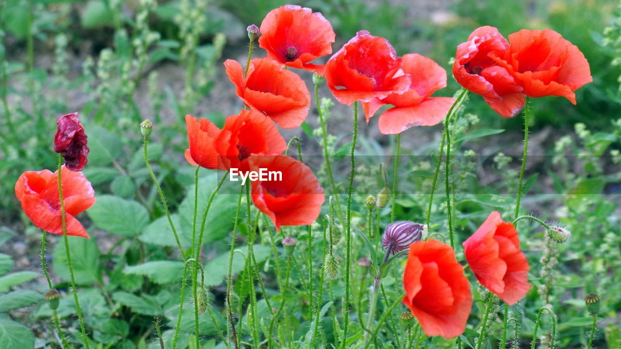 RED POPPY BLOOMING IN FIELD