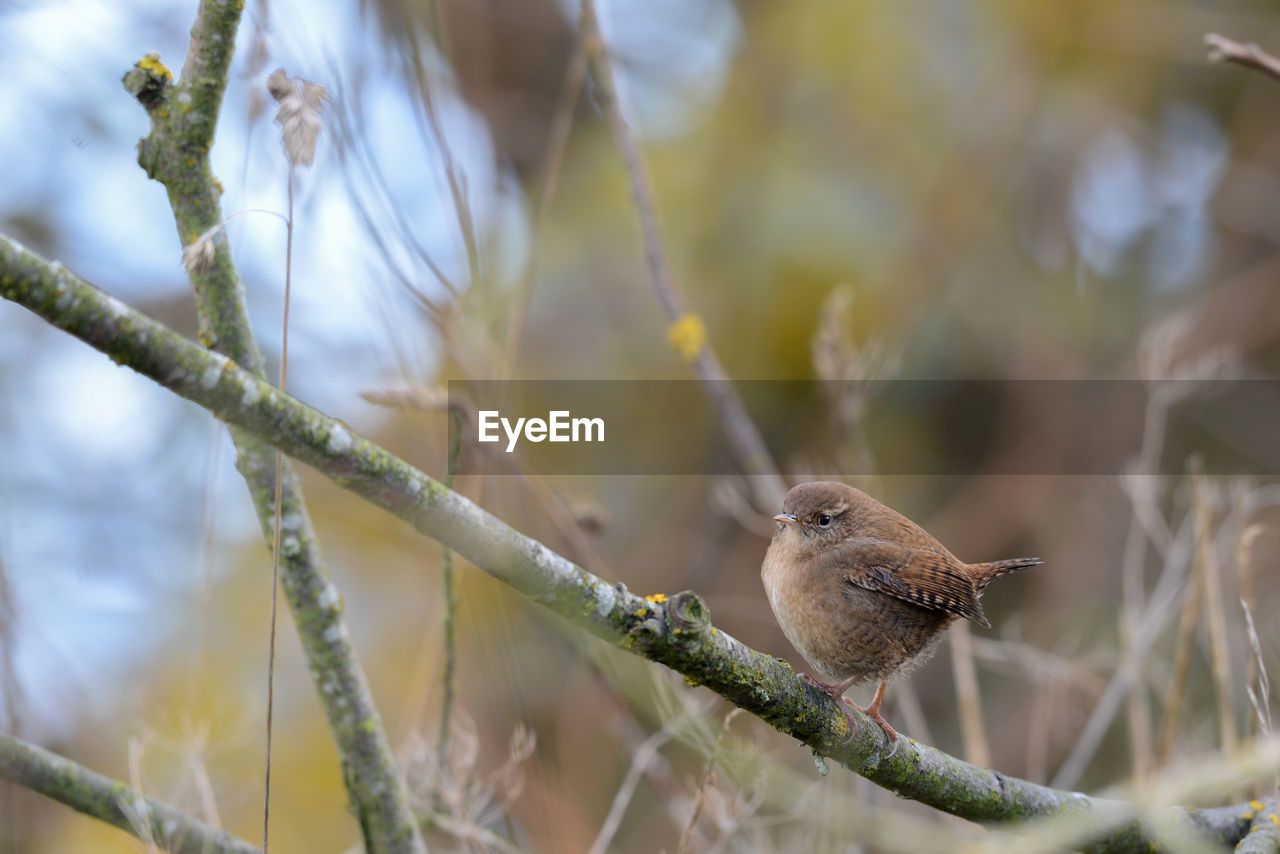 CLOSE-UP OF BIRD PERCHING ON A BRANCH