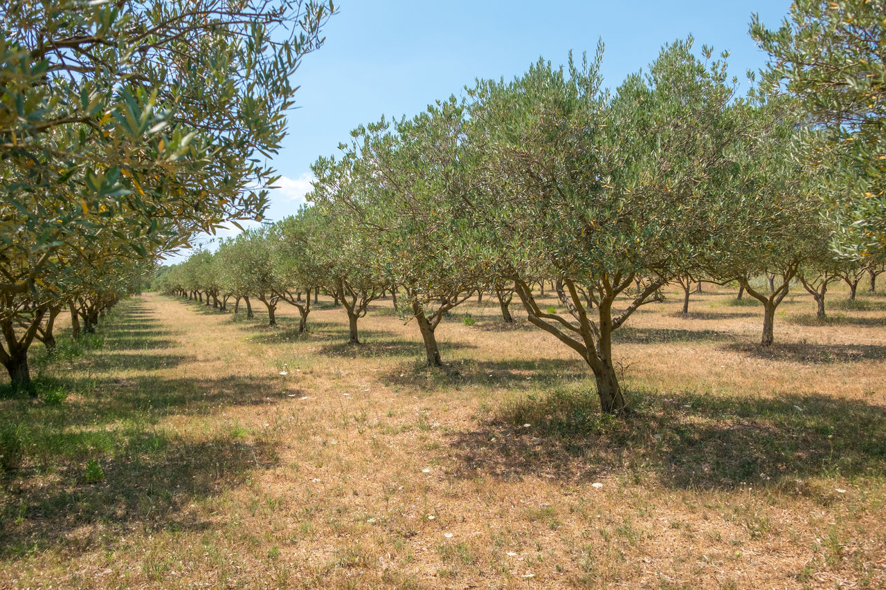 Trees on field against sky