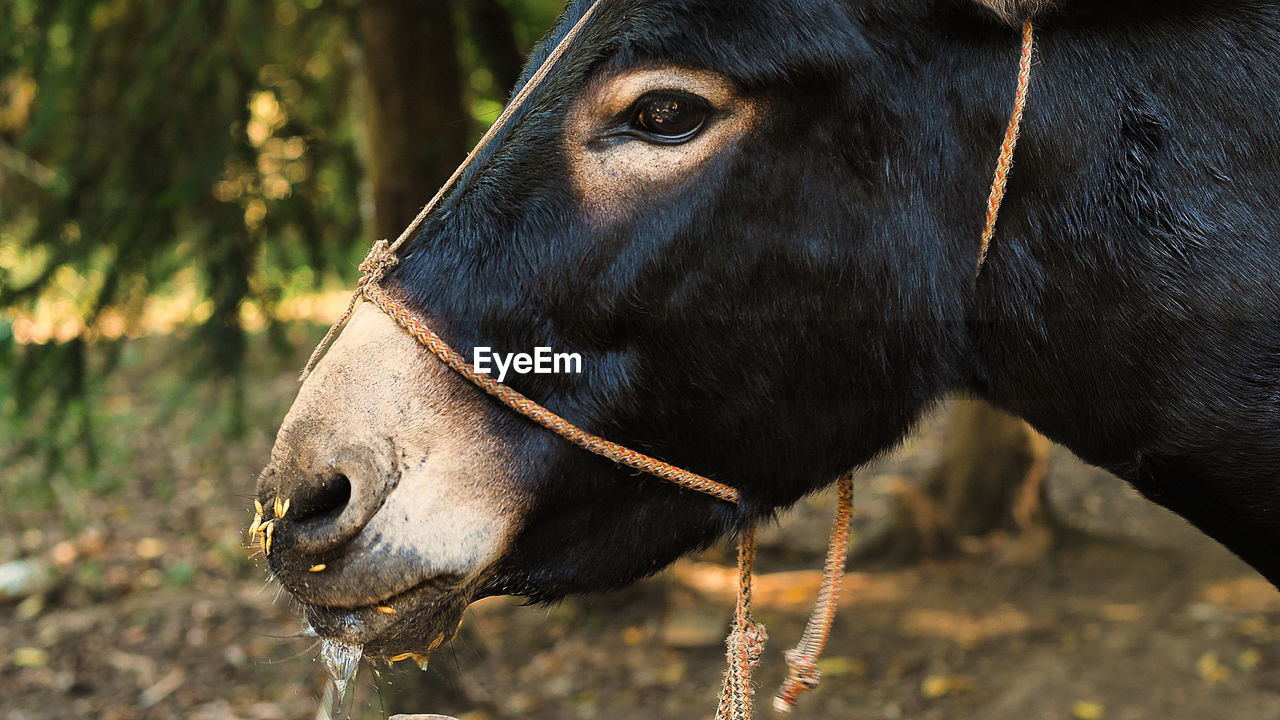 animal, animal themes, mammal, one animal, domestic animals, animal wildlife, livestock, close-up, animal body part, pet, wildlife, nature, no people, animal head, outdoors, black, land, cattle, horse, focus on foreground, agriculture, day, portrait, stallion, landscape