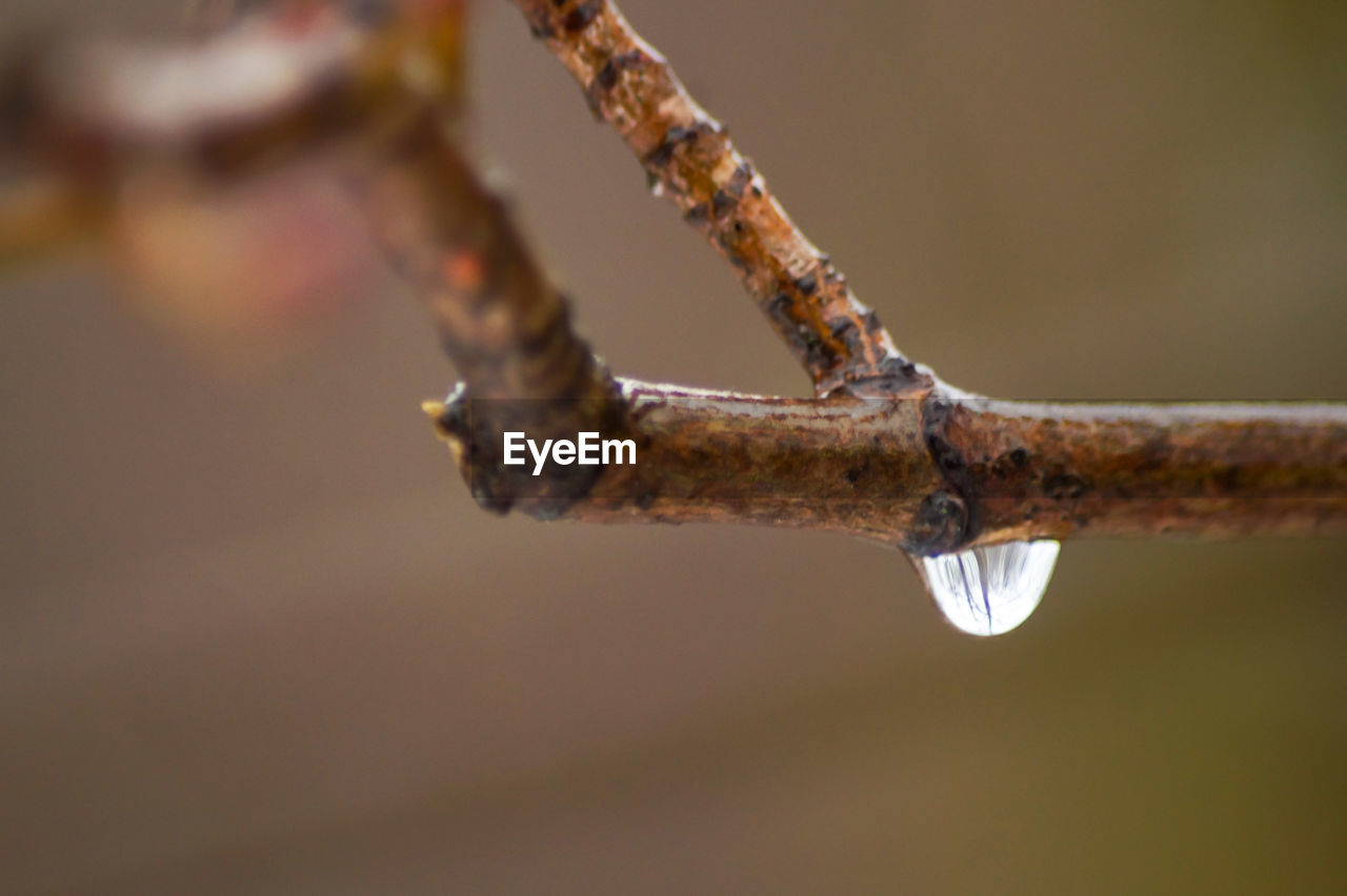 CLOSE-UP OF RUSTY METAL ON TREE