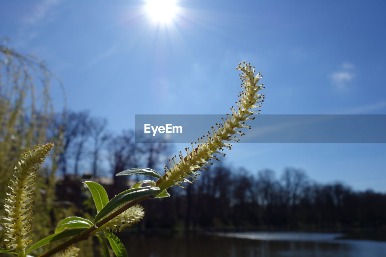 Close-up of willow twig against sky on sunny day