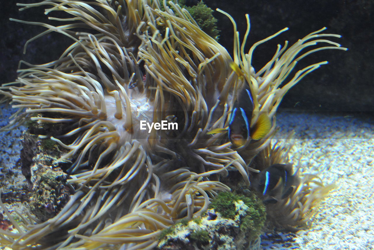 Coral and fish in sea