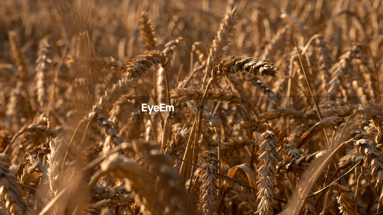 FULL FRAME SHOT OF WHEAT FIELD