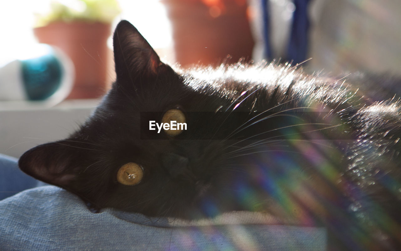 CLOSE-UP OF CAT LYING ON FLOOR