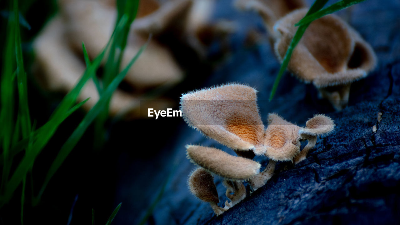 Close-up of mushrooms on tree