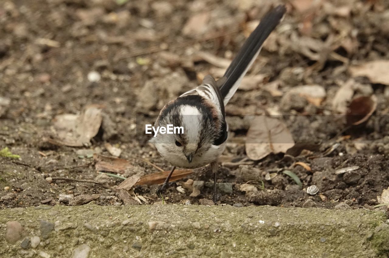 CLOSE-UP OF BIRD ON GROUND