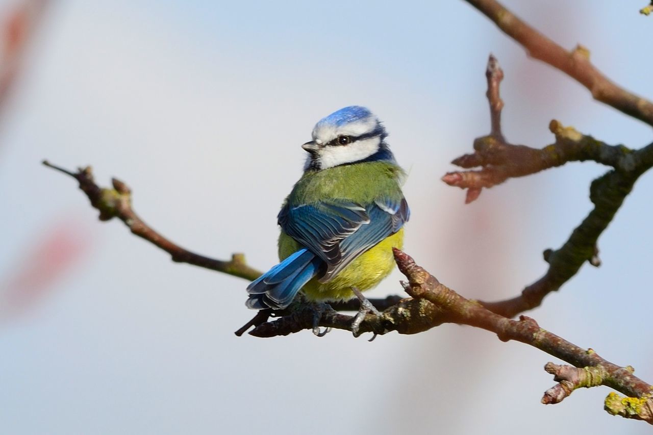 Close-up of bluetit perching on branch