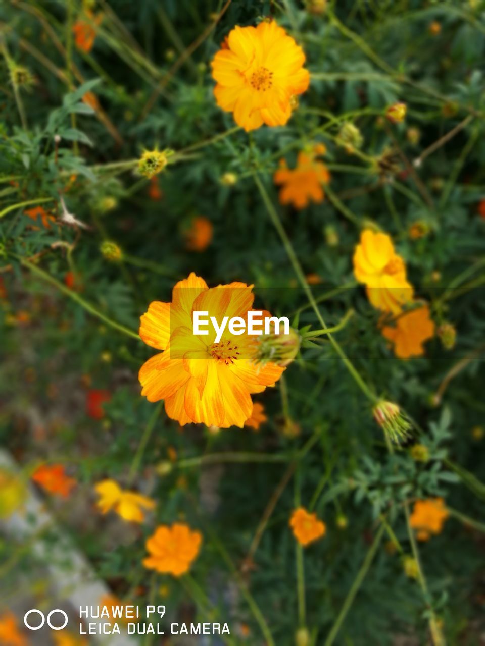 YELLOW FLOWERS BLOOMING OUTDOORS