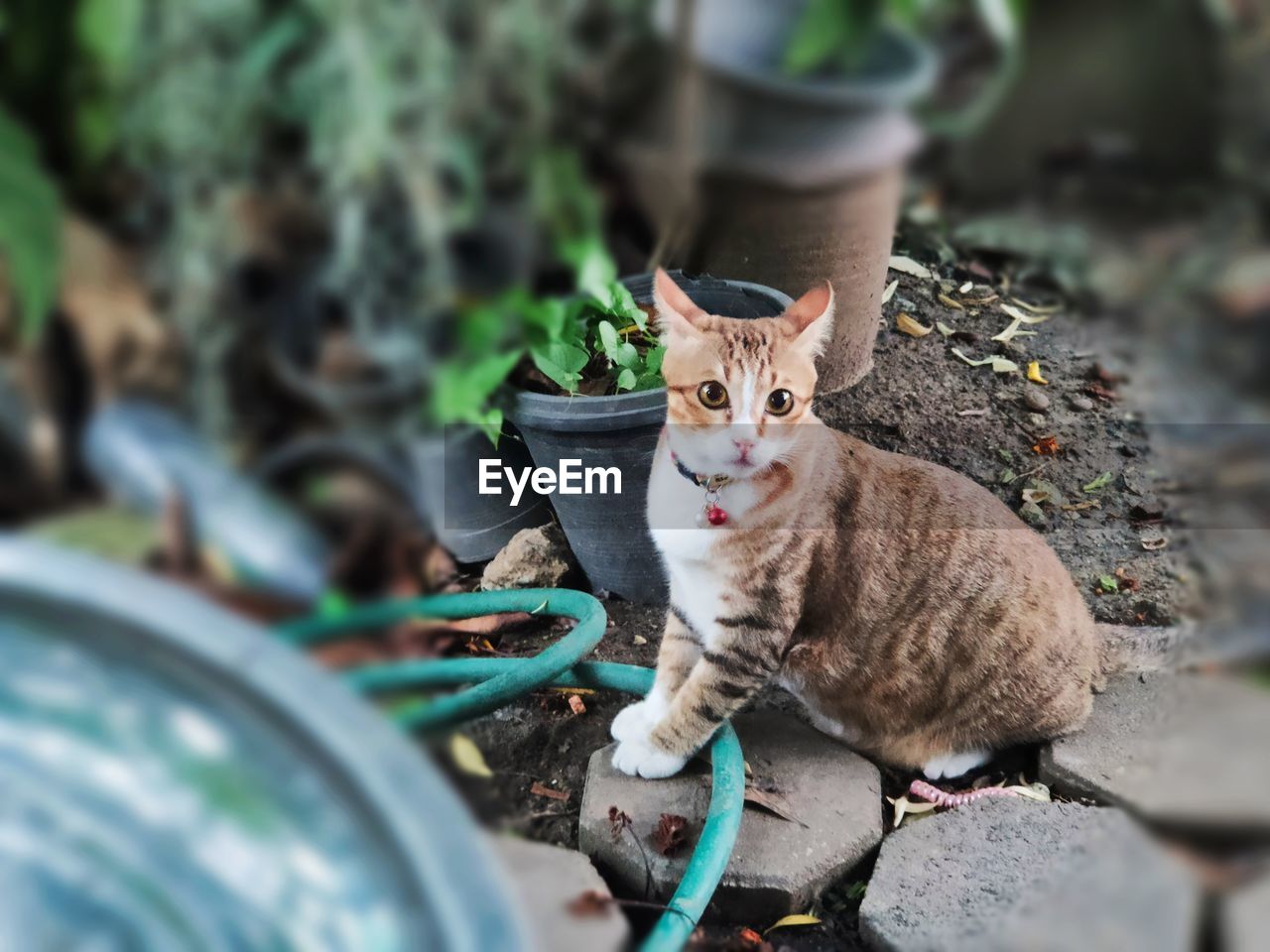 PORTRAIT OF TABBY SITTING OUTDOORS