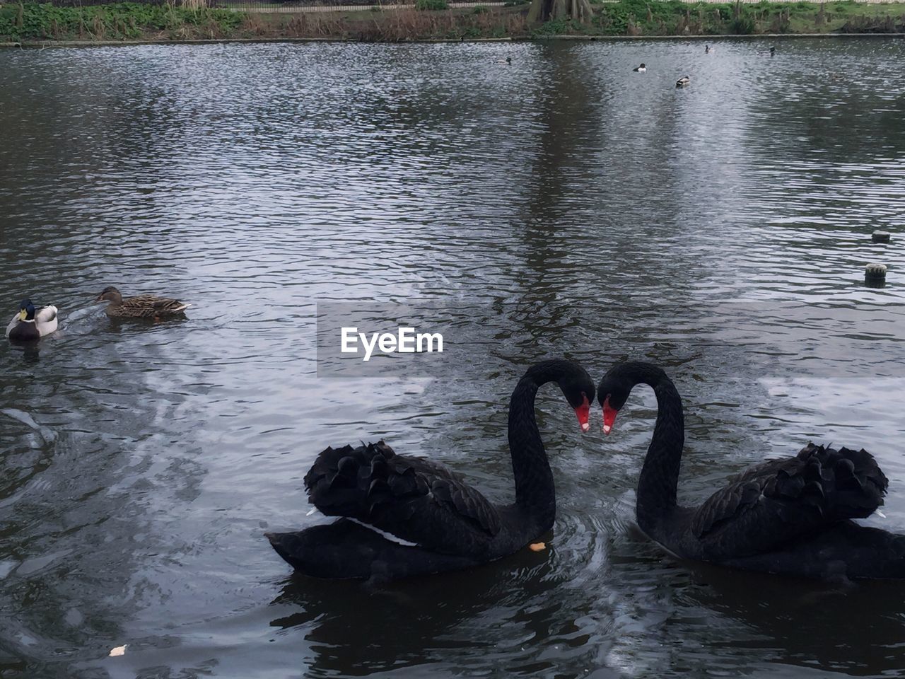 BLACK SWAN SWIMMING IN LAKE