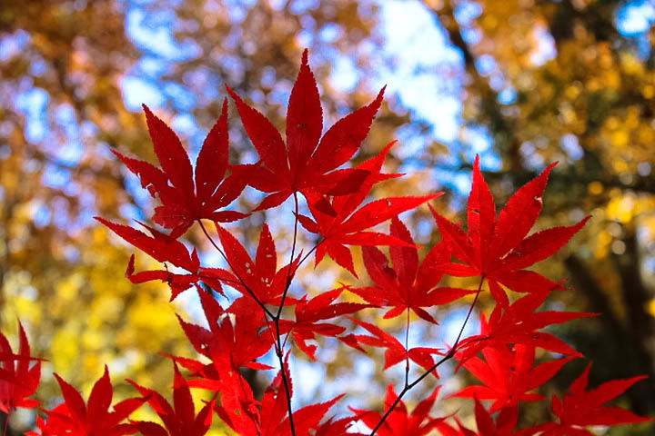 CLOSE-UP OF LEAVES ON TREE BRANCH