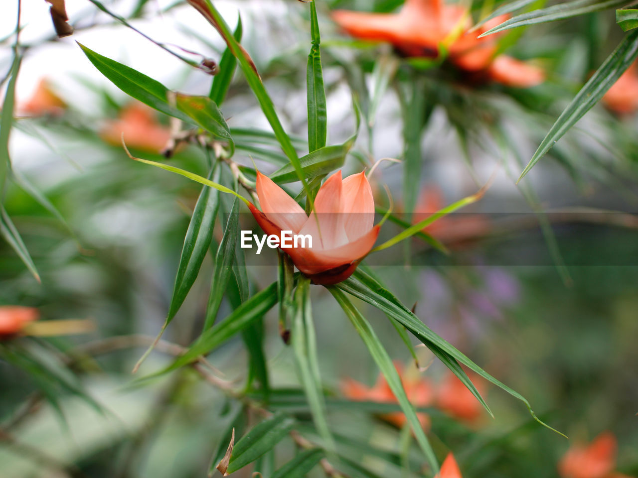 Close-up of branch with long leaves and orange flowers