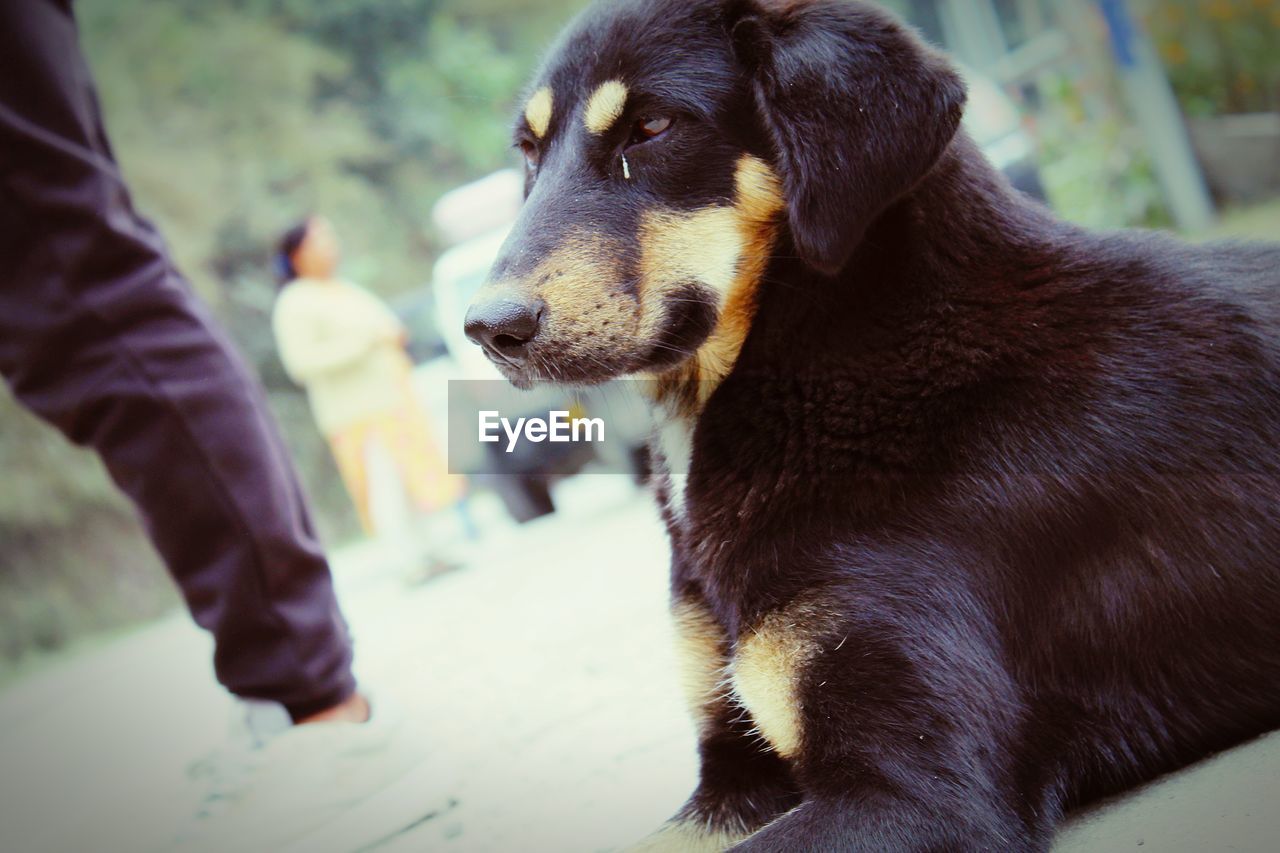 CLOSE-UP OF DOG LOOKING AWAY WHILE STANDING ON FLOOR