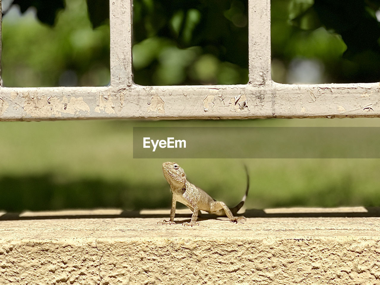 animal themes, animal, animal wildlife, one animal, wildlife, green, lizard, reptile, bird, branch, no people, nature, day, outdoors, fence