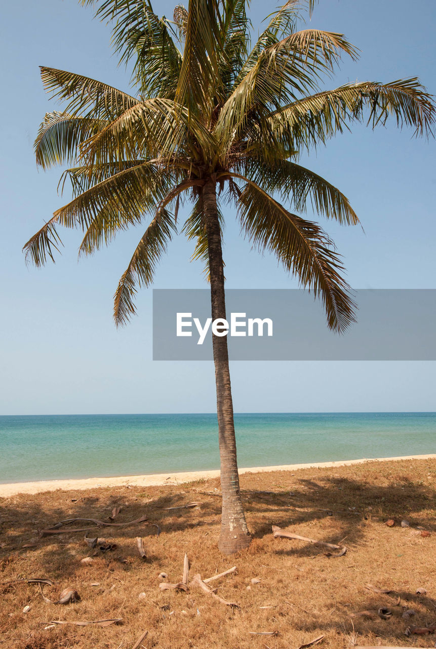 COCONUT PALM TREE ON BEACH AGAINST SKY