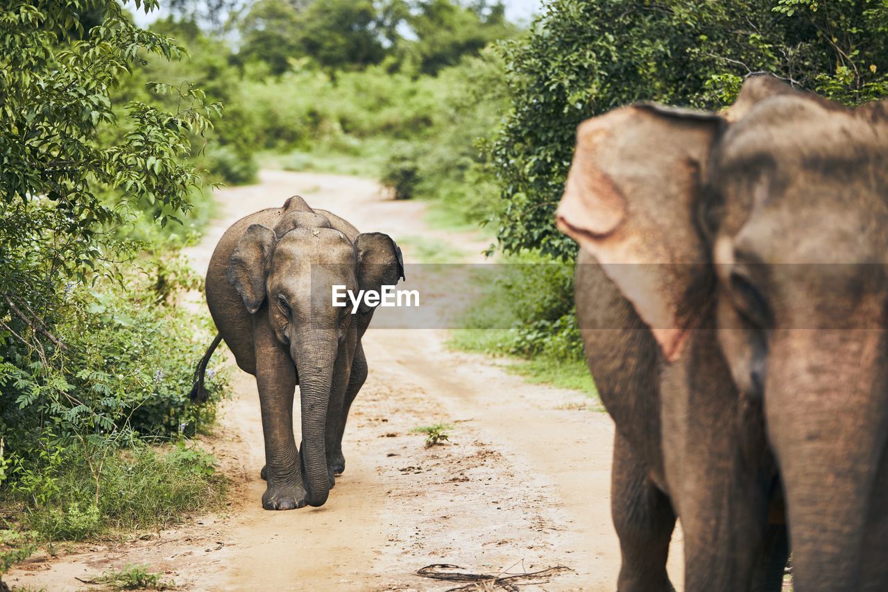 Elephant walking in forest