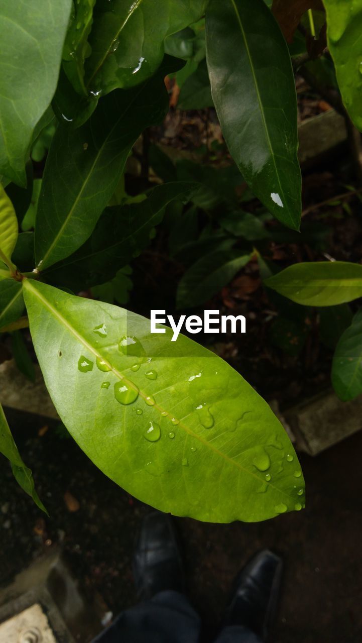 HIGH ANGLE VIEW OF RAINDROPS ON LEAF