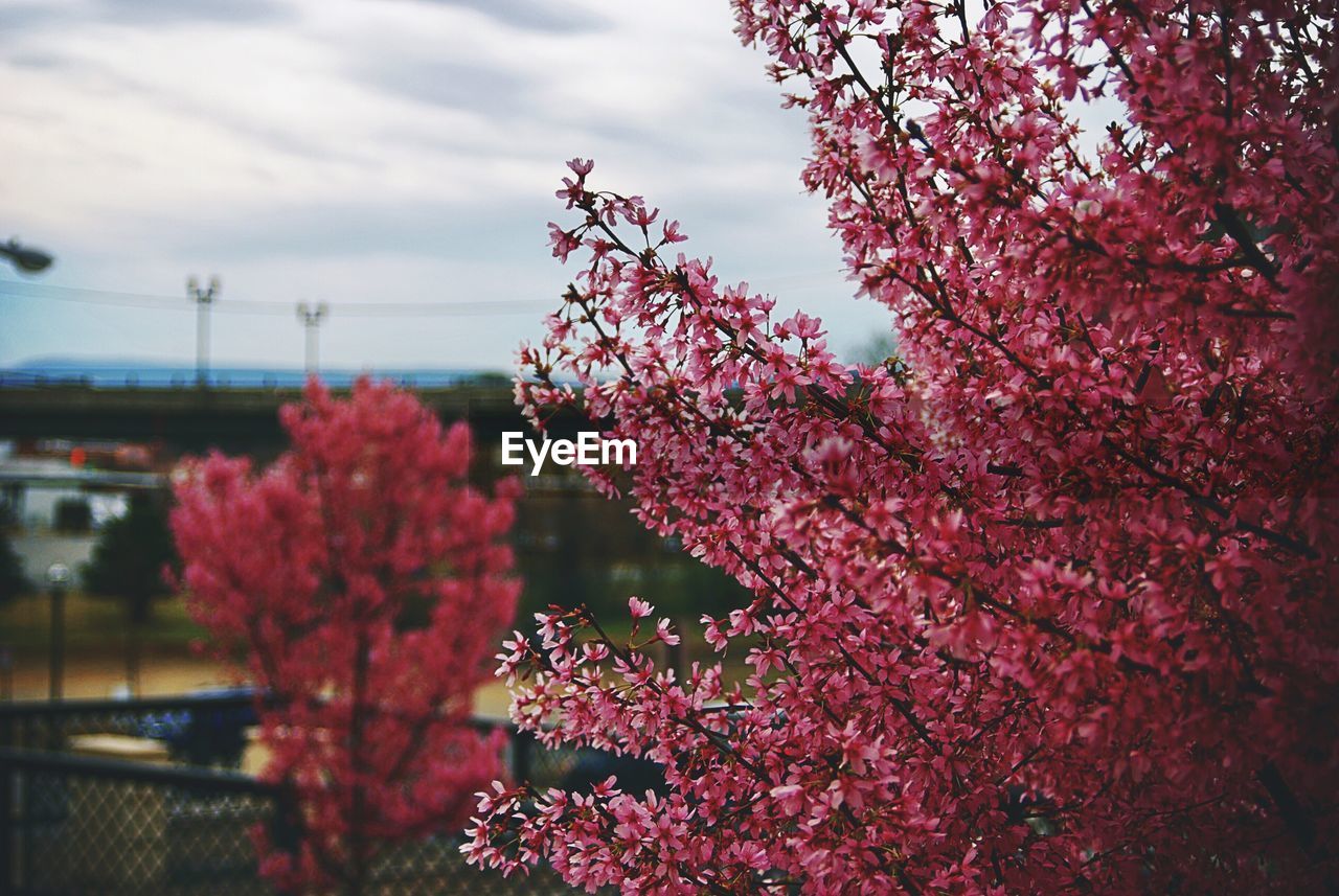 CLOSE-UP OF PINK FLOWERS BLOOMING AGAINST TREE