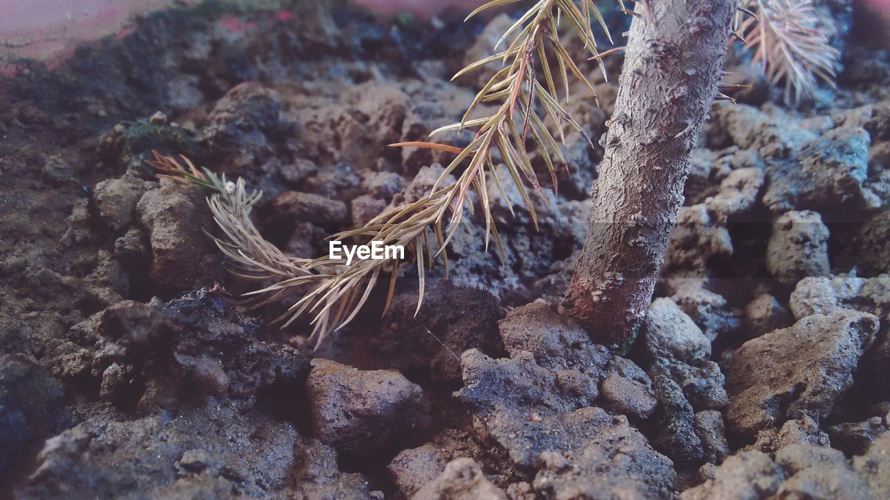 Close-up of plant on soil