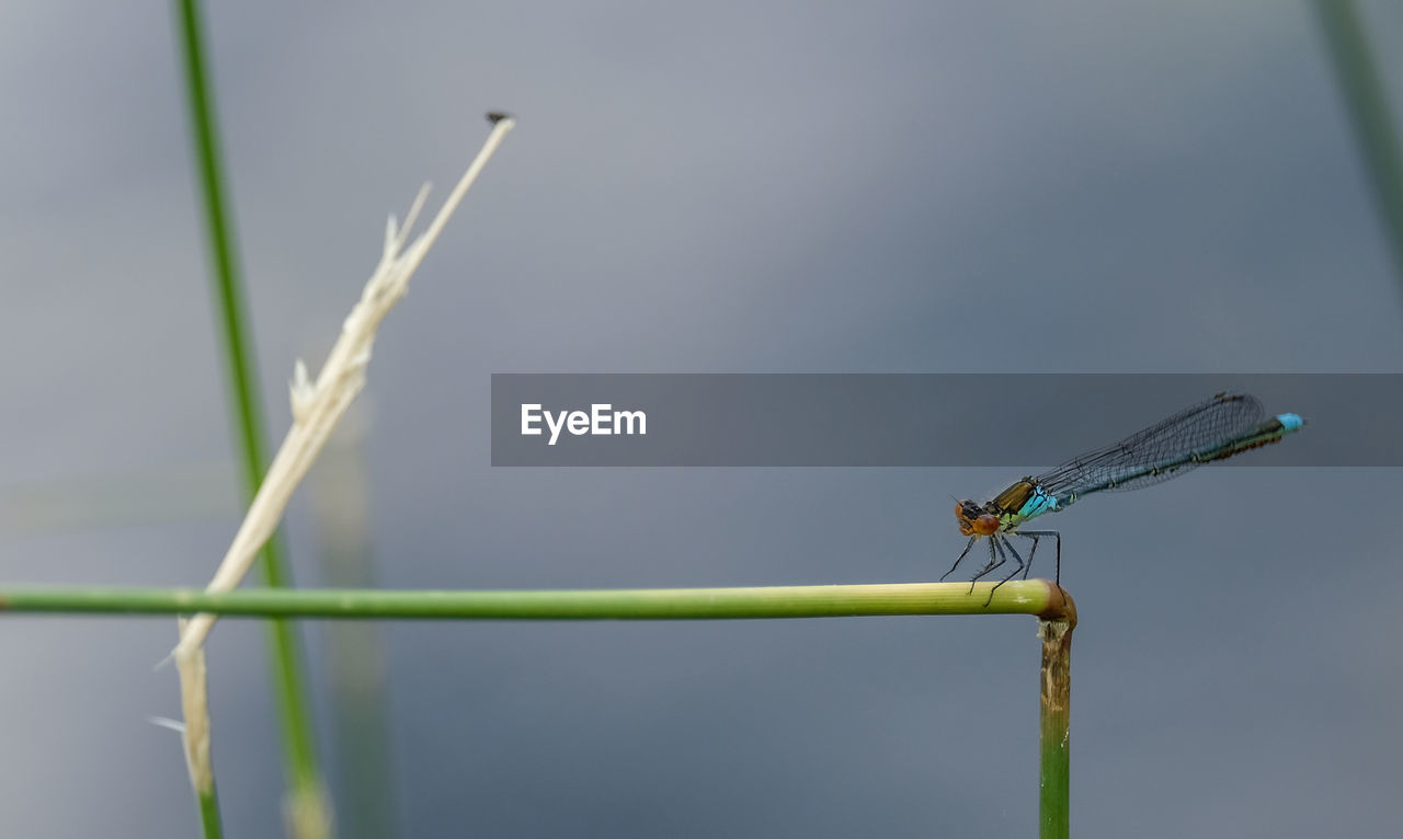 DRAGONFLY ON A PLANT