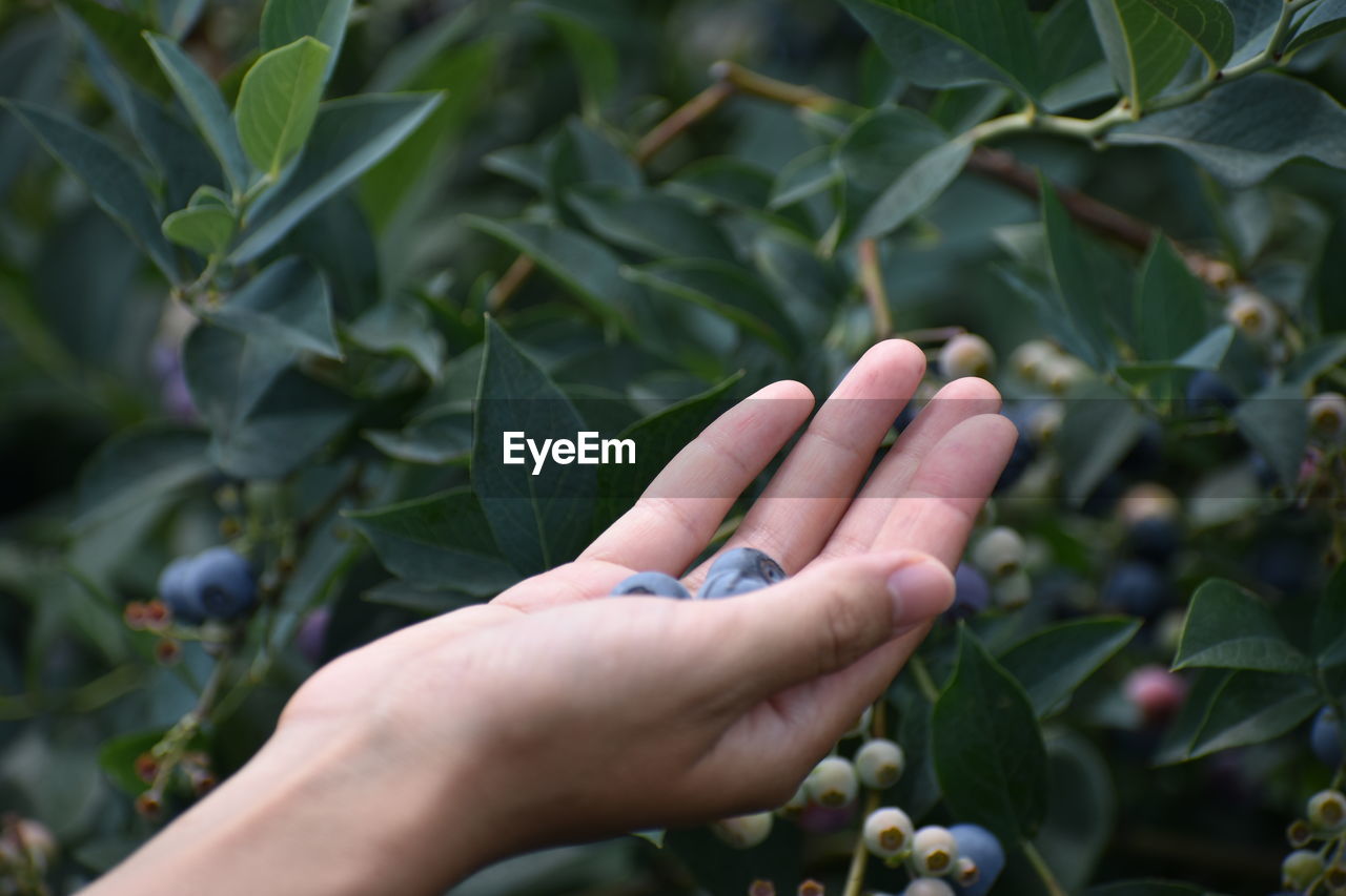 Cropped hand of person holding blueberries at farm