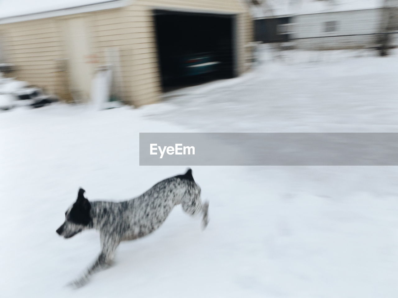 DOG STANDING ON SNOW COVERED LANDSCAPE