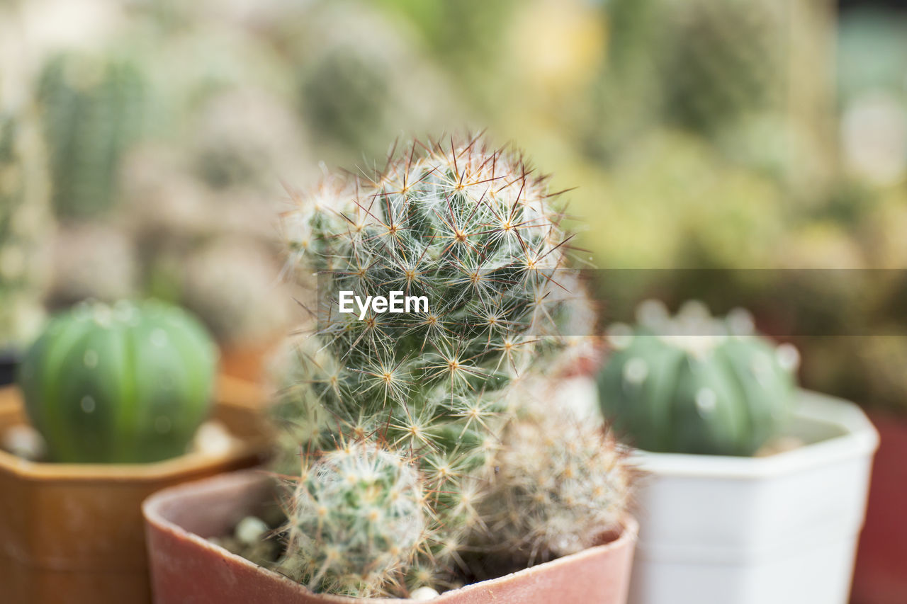 close-up of cactus plant