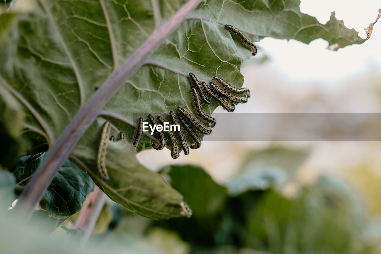 Caterpillar ascia monuste eating cabbage leaves